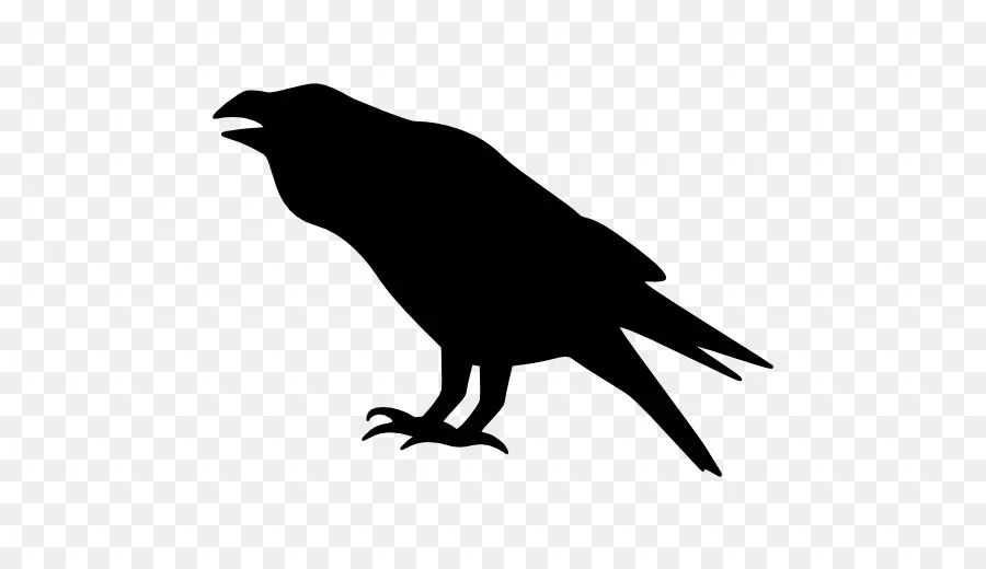 Oiseau，Crow PNG
