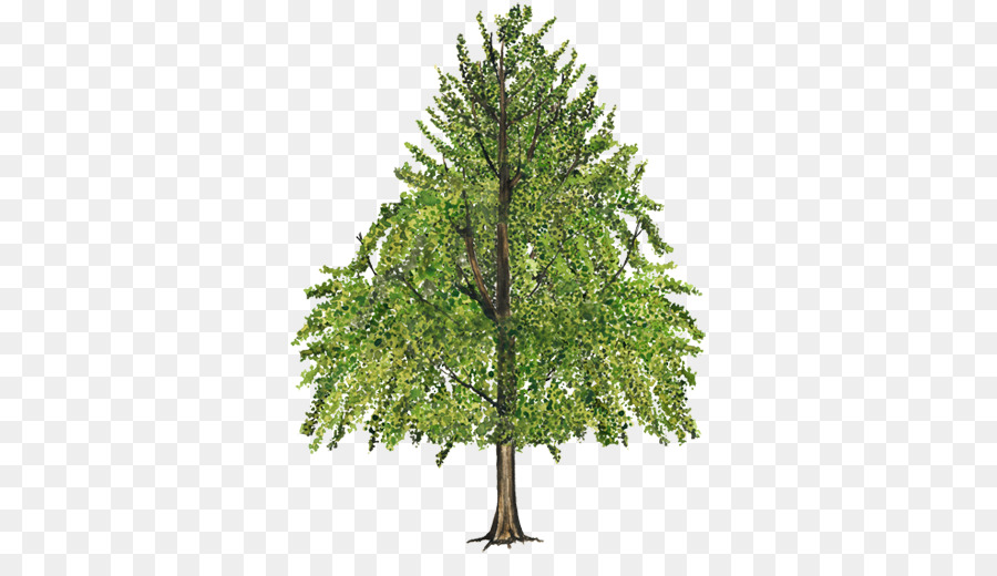 Arbre，American Sweetgum PNG