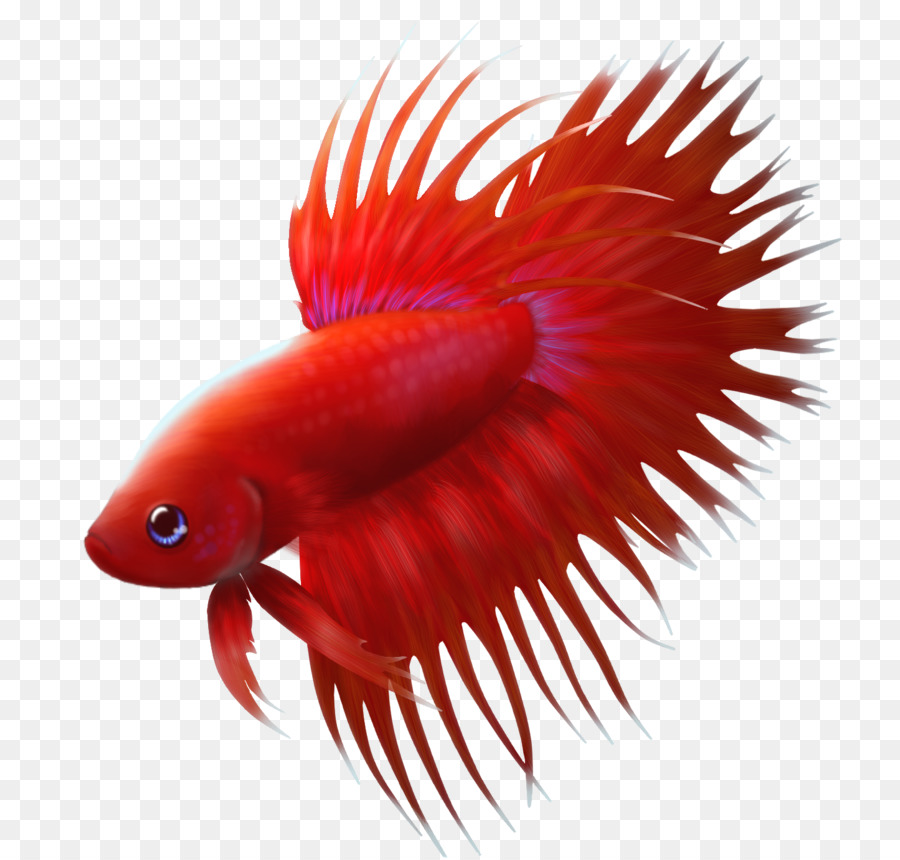 Poisson Rouge，Aquatique PNG