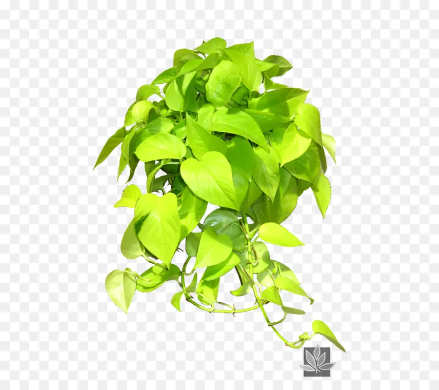 Plante Verte，Feuilles PNG