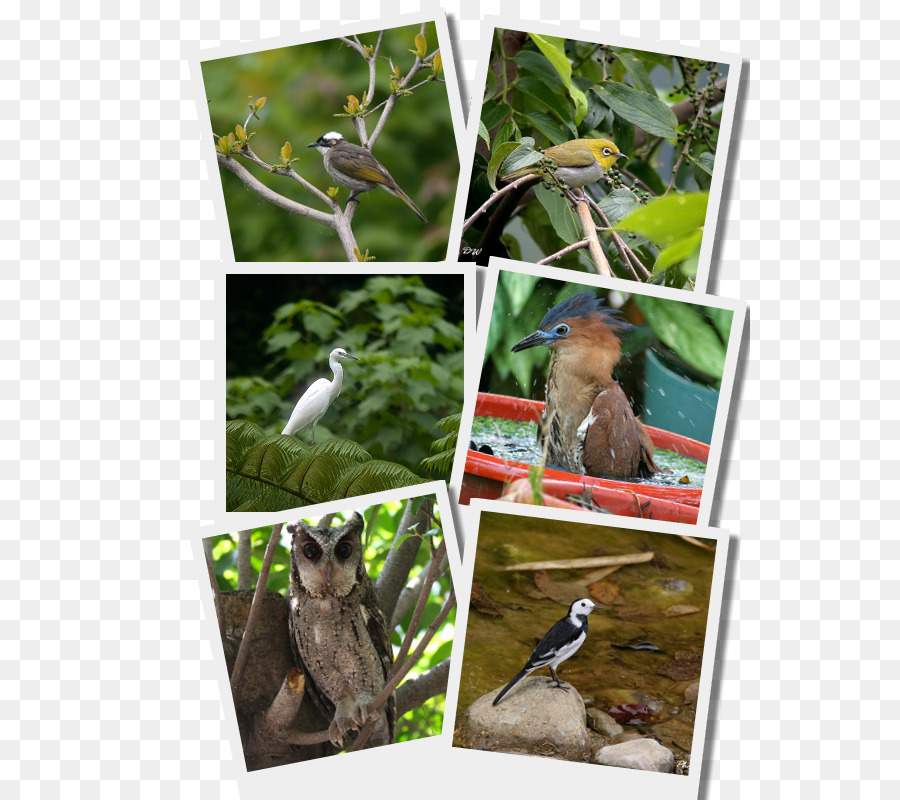 Oiseau，La Faune PNG