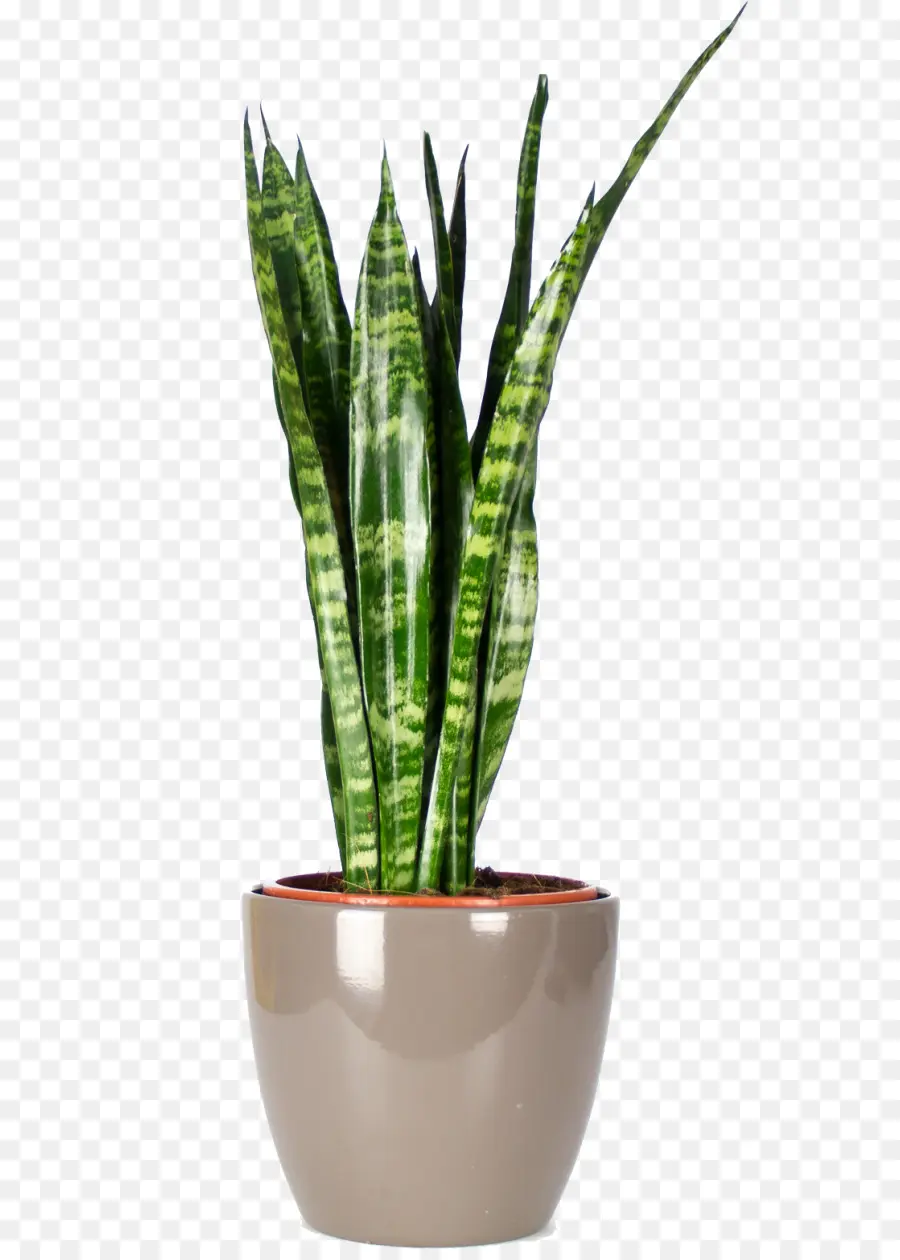 Plante Serpent，Feuilles PNG