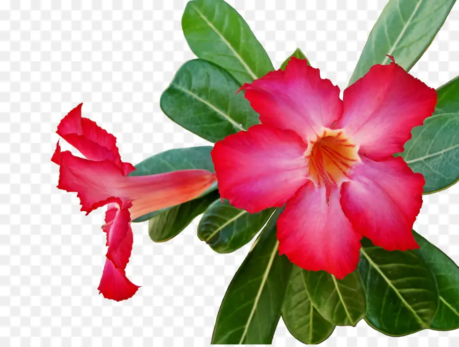 Fleur Rose，Floraison PNG