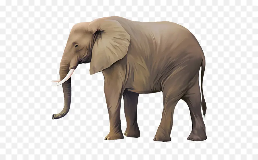 Éléphant，Défenses PNG