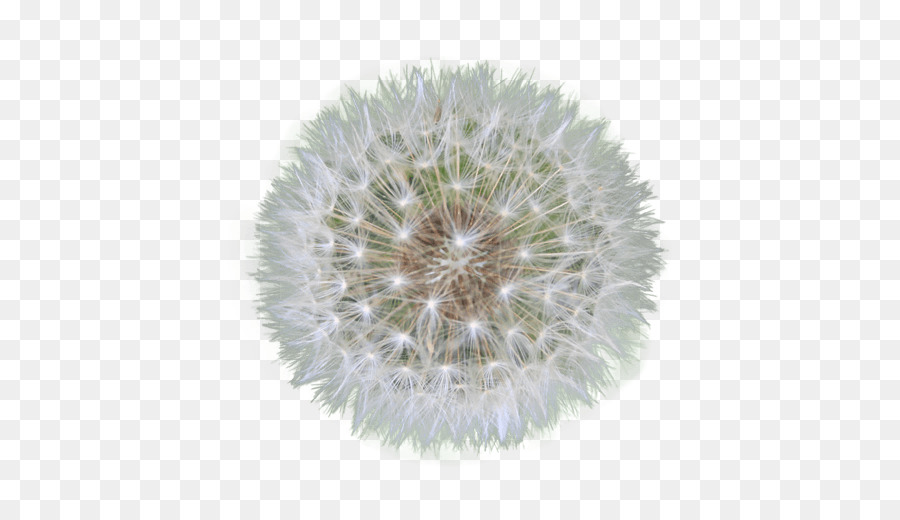 Pissenlit，Fleur PNG