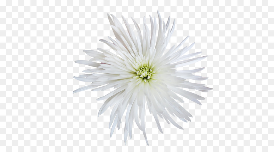 Fleurs Blanches，Fleurir PNG