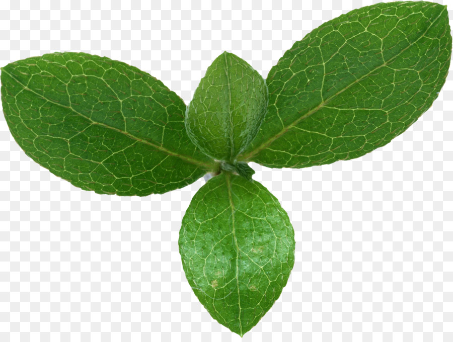 Feuilles De Menthe，Herbe PNG