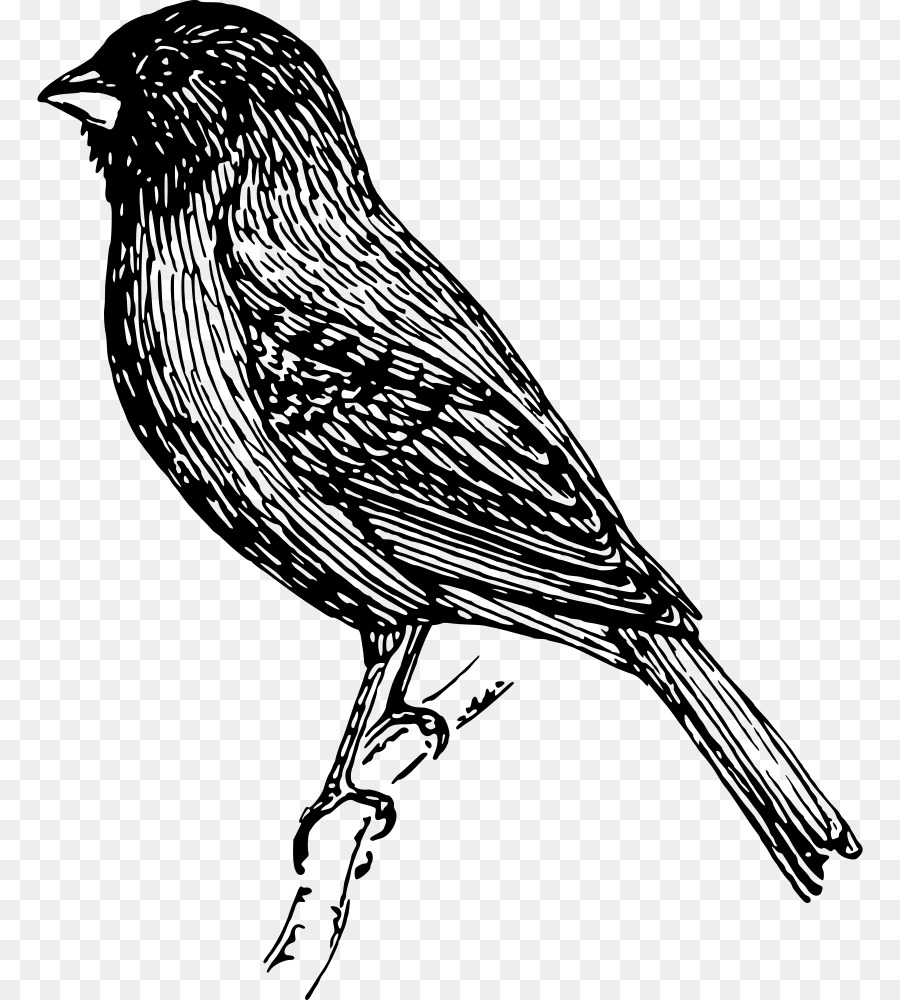 Illustration D'oiseau，Moineau PNG