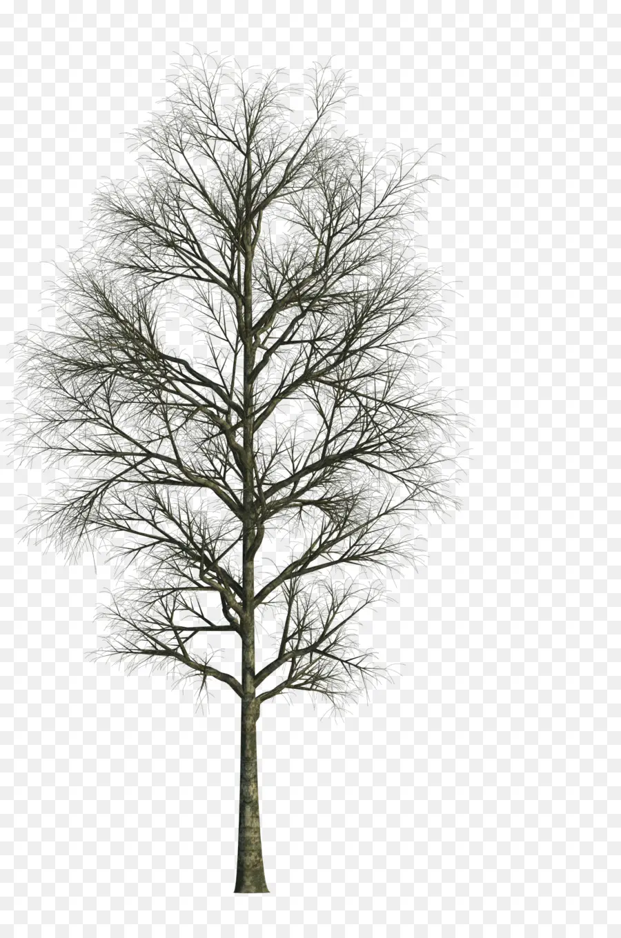 Arbre Nu，Hiver PNG