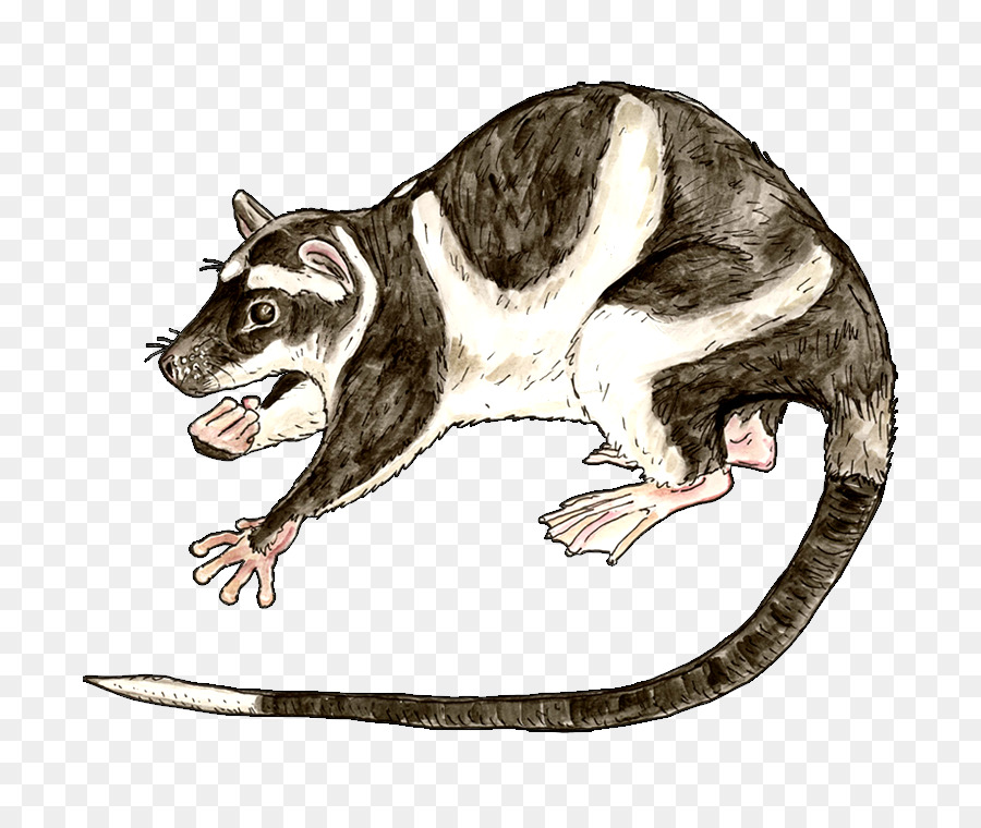 Opossum Commun，L Eau Opossum PNG