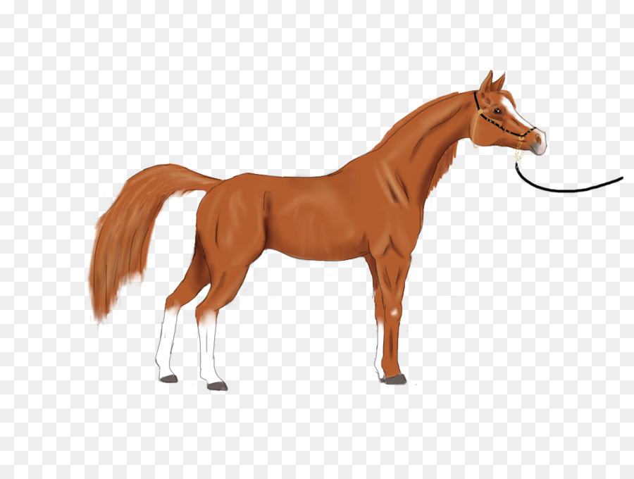 Cheval Qui Court，Animal PNG