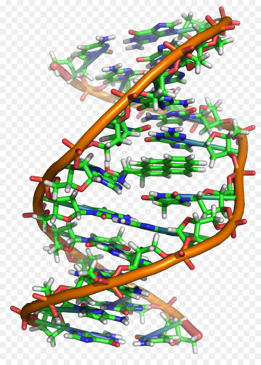 L Adn，La Biologie Moléculaire PNG