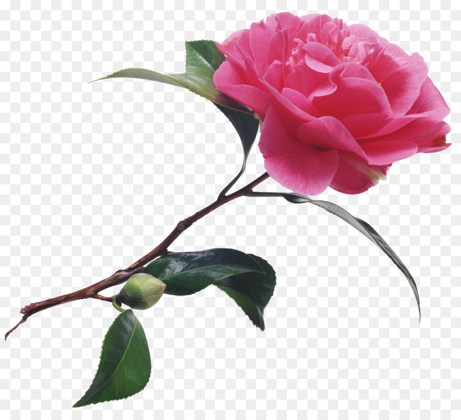 Fleur Rose，Fleur PNG