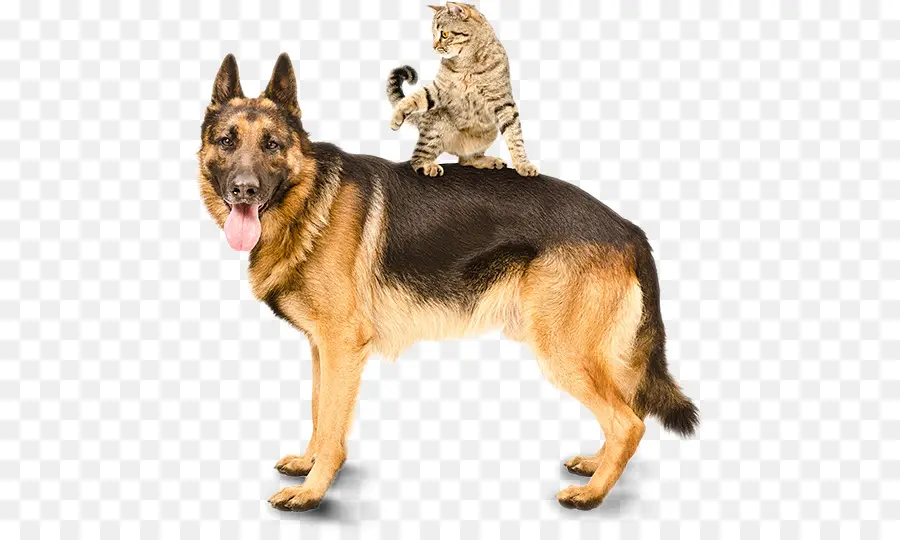 Chien Et Chat，Animaux De Compagnie PNG