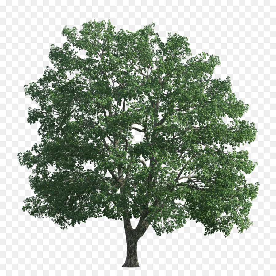 Arbre Vert，Nature PNG