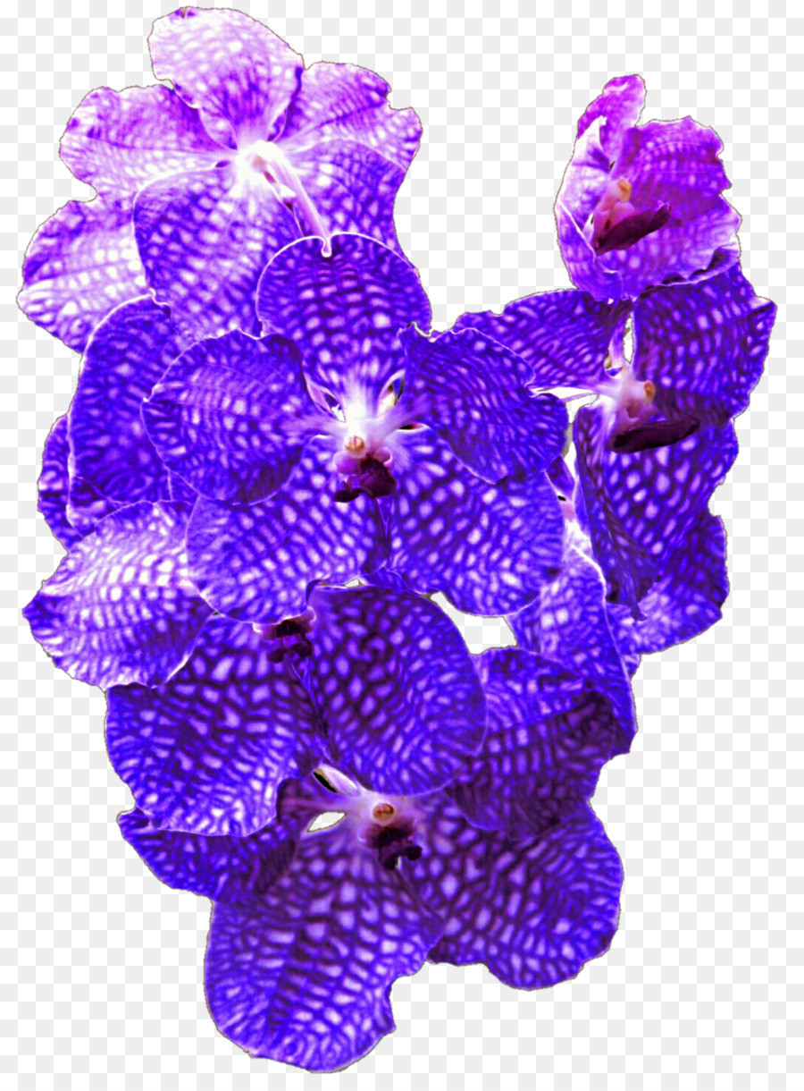 Fleurs Violettes，Fleurir PNG