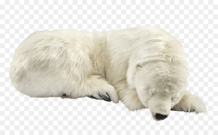 Ours Blanc，Dormir PNG