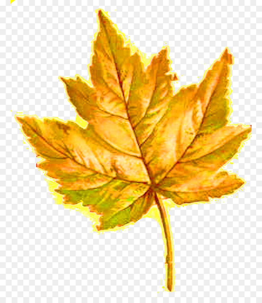 Feuille，Automne PNG