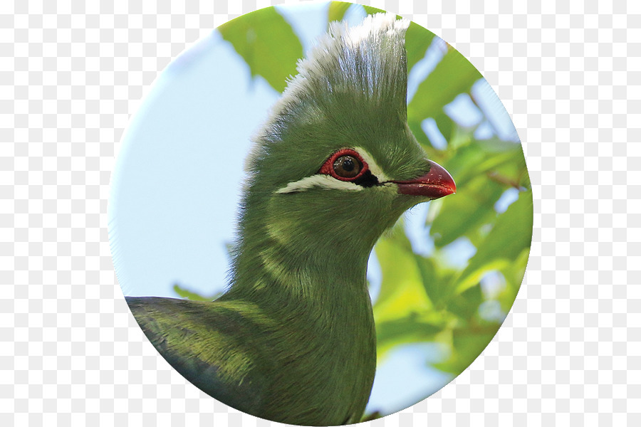 La Flore，Krantzkloof Nature De La Réserve PNG