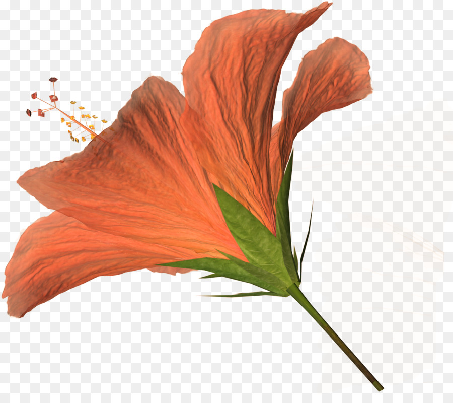 Fleur，Blanc PNG