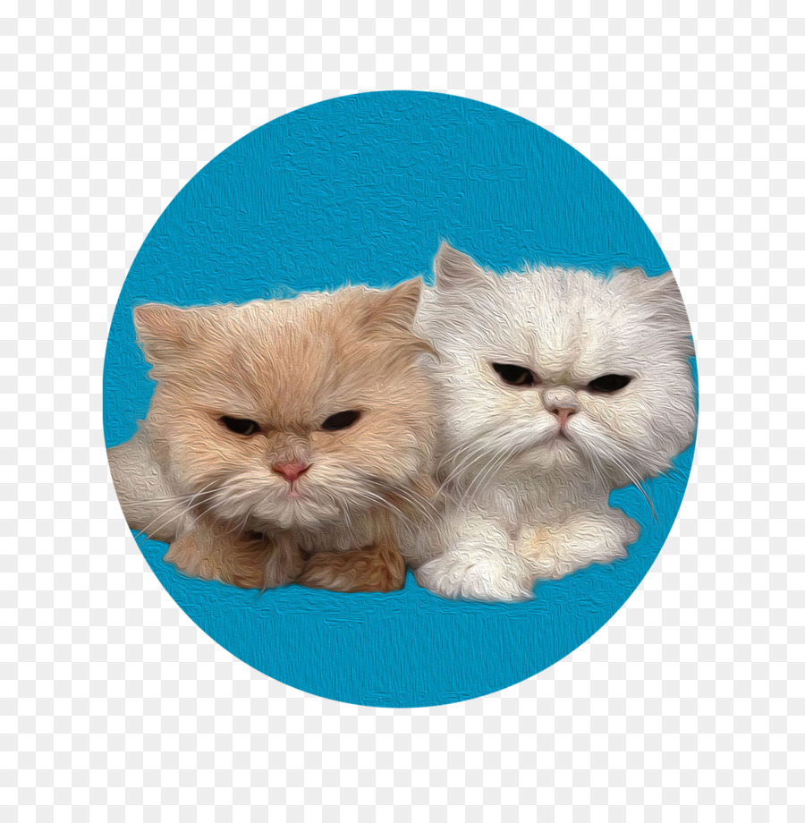 Chat，Caniche PNG