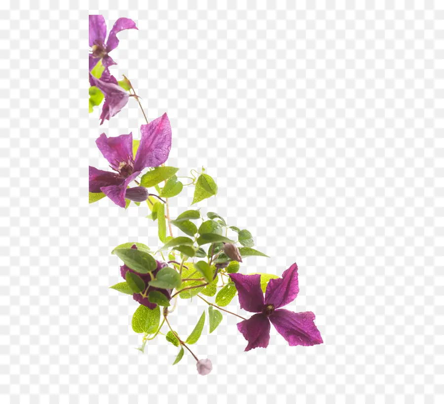 Fleurs Violettes，Usine PNG