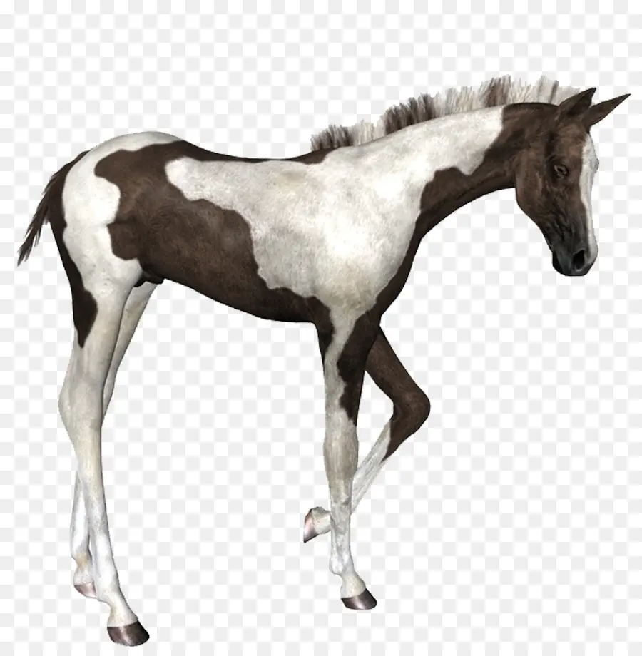 Cheval Brun Et Blanc，Équin PNG