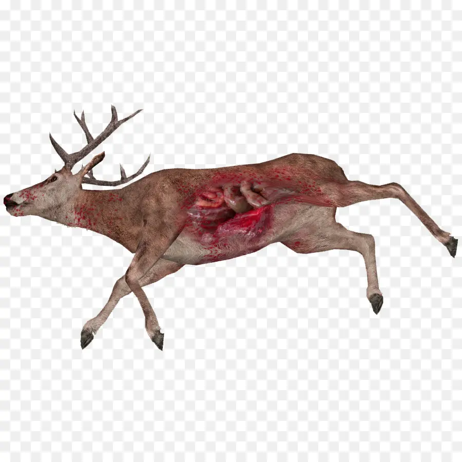 Cerf，Blessés PNG