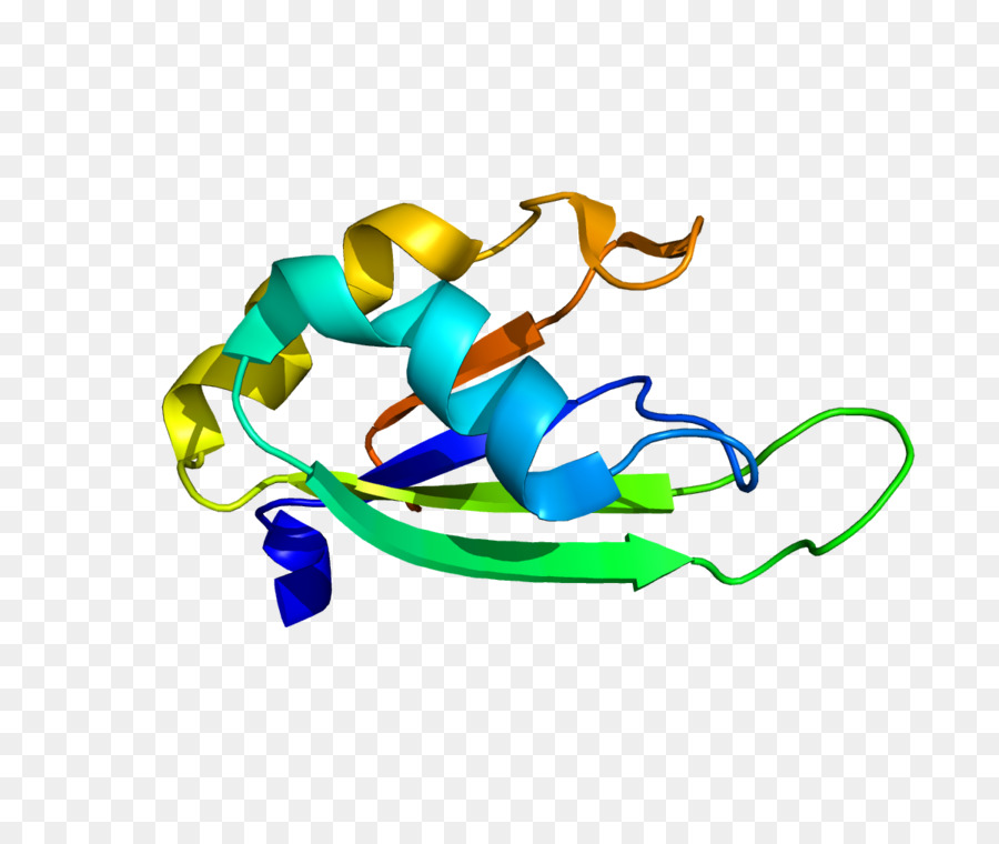 Polyabinding Protein，Polyadénylation PNG
