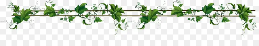 Bordure De Vigne Verte，Vigne PNG