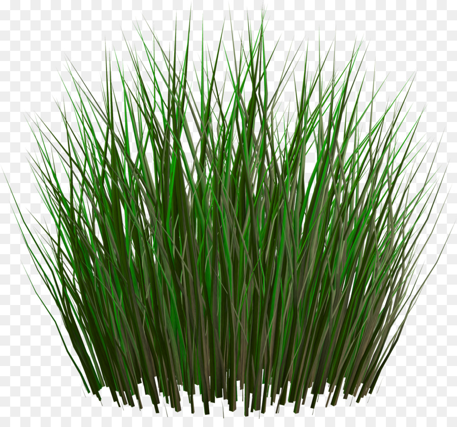 Herbe，Vert PNG