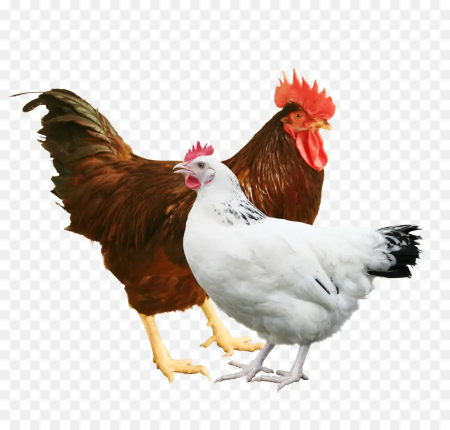 Coq Et Poule，Oiseaux PNG