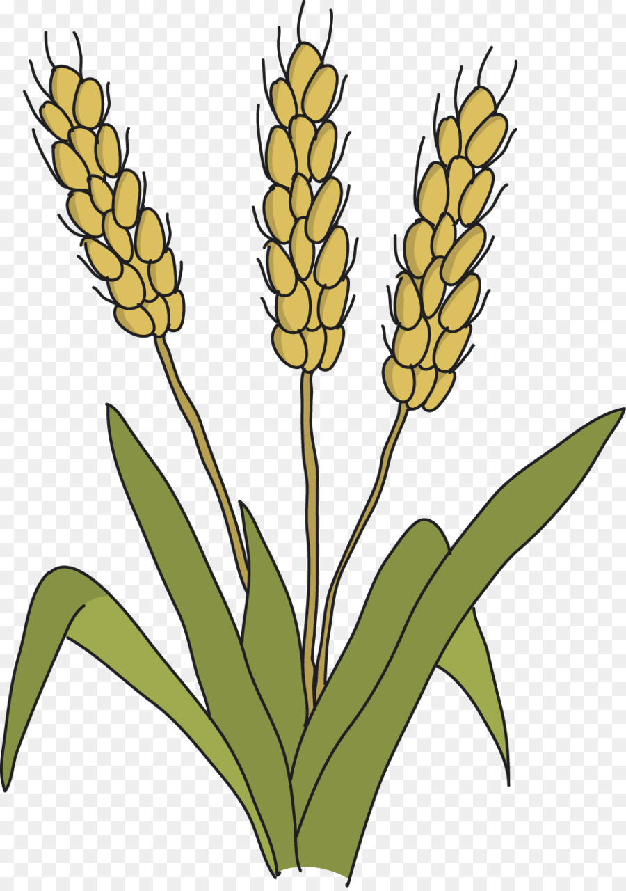 Usine De Riz，Grain PNG