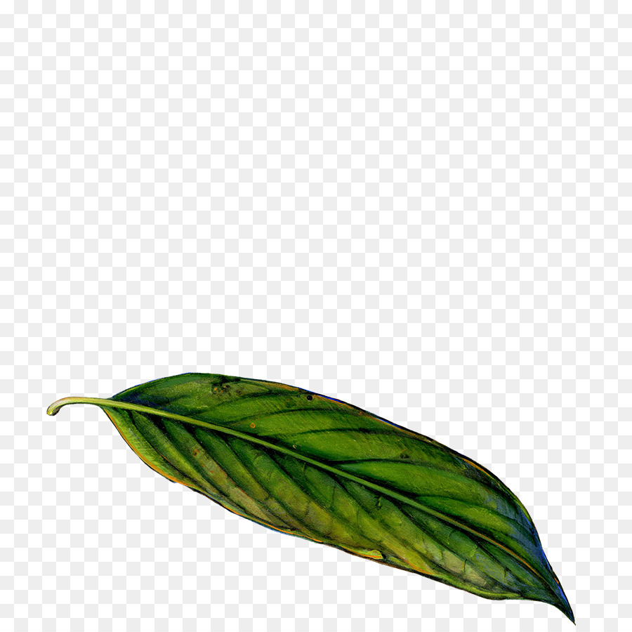 Feuille，La Photosynthèse PNG