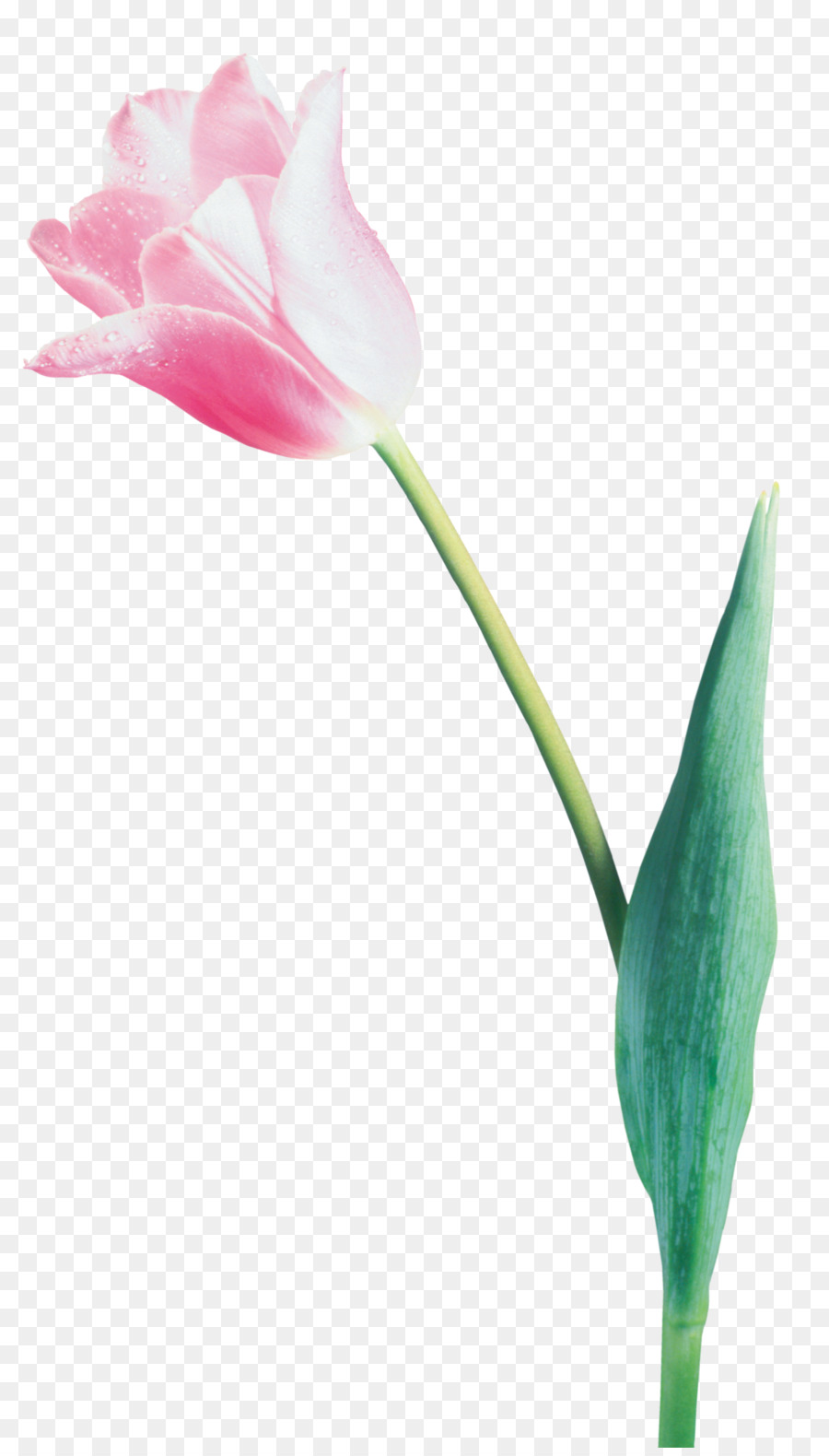 Fleur，Rose PNG