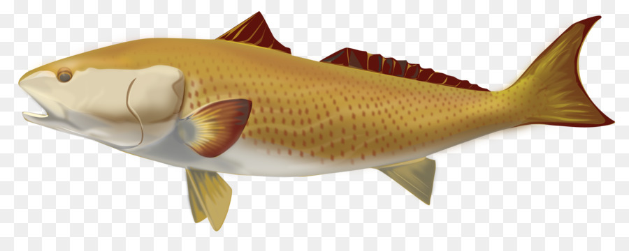 Poisson，Aquatique PNG