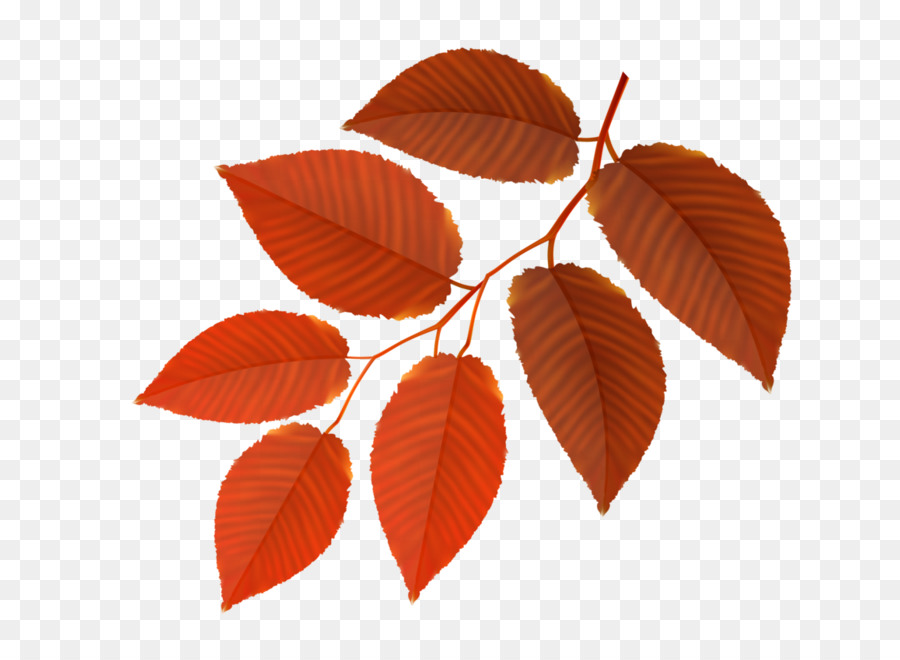 Feuille，Automne PNG