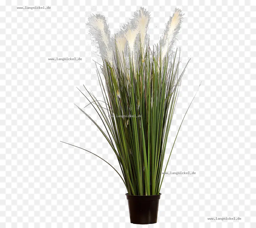 Plante En Pot，Herbe PNG