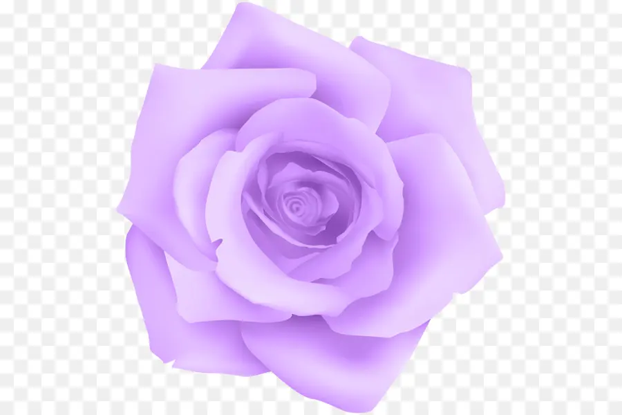 Rose Rose，Fleurir PNG