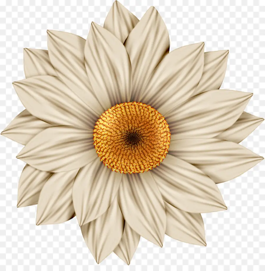 Tournesol，Jaune PNG