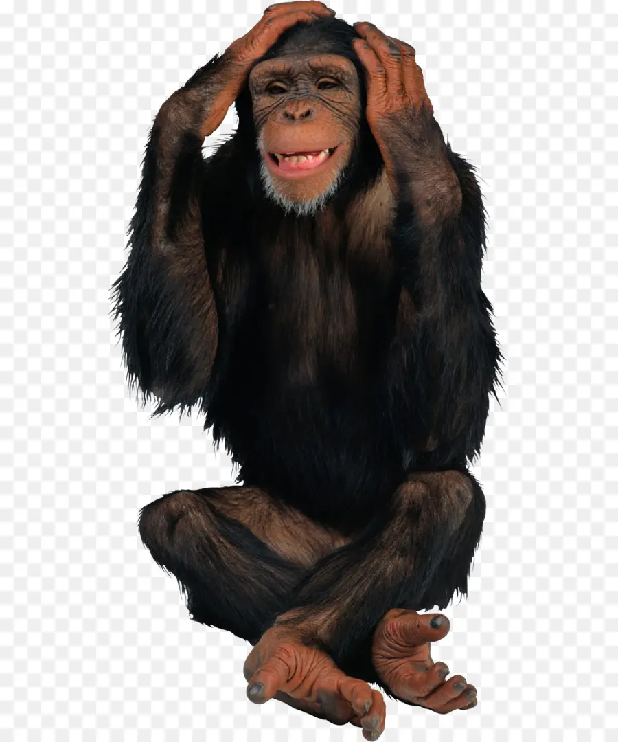 Singe，Chimpanzé PNG