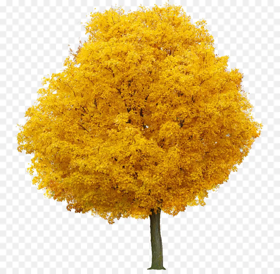 Arbre D'automne，Feuilles PNG