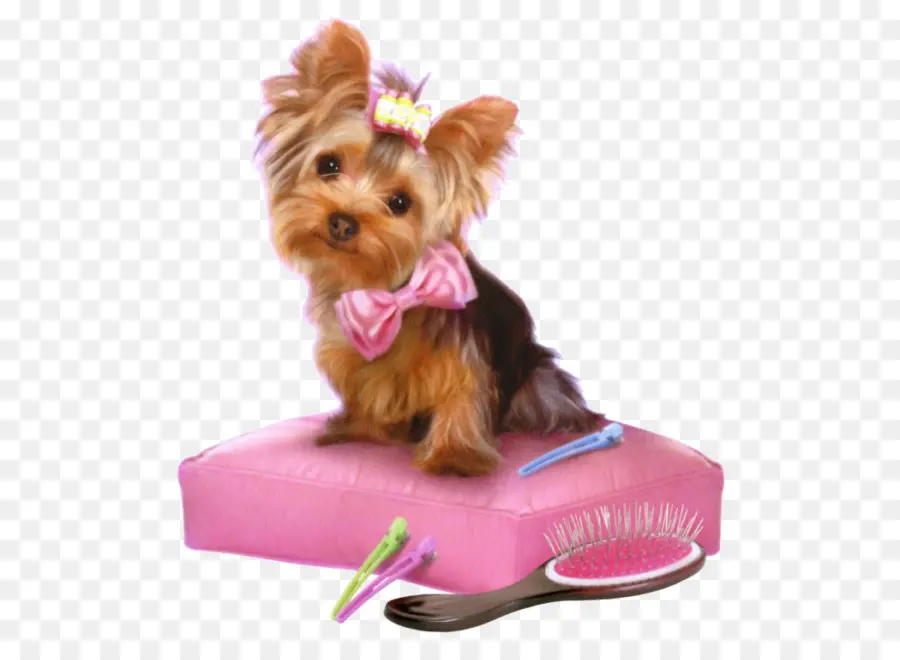 Chien Mignon，Yorkshire Terrier PNG