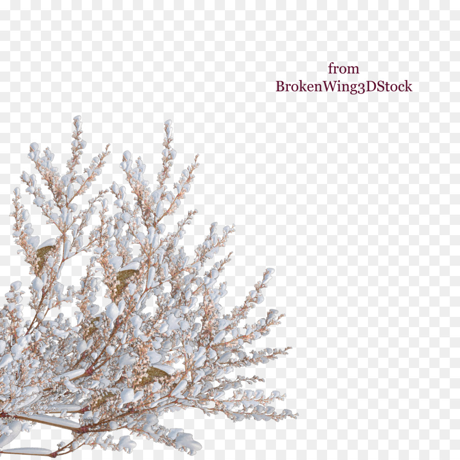 Branches Enneigées，Hiver PNG