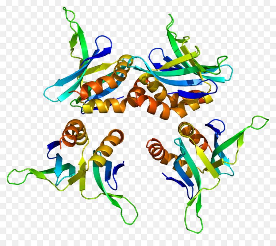 Structure Des Protéines，Biologie PNG