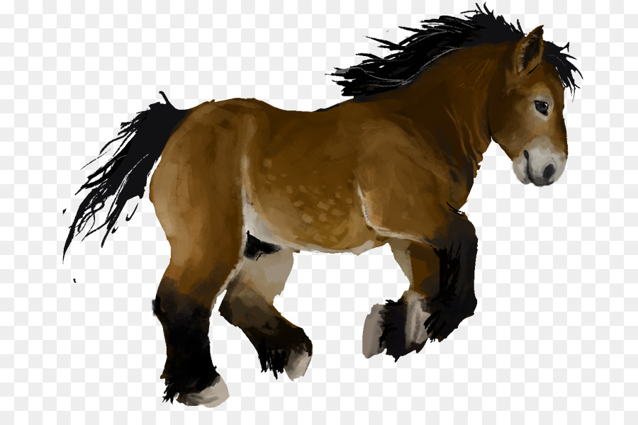 Chevaux，Poulain PNG