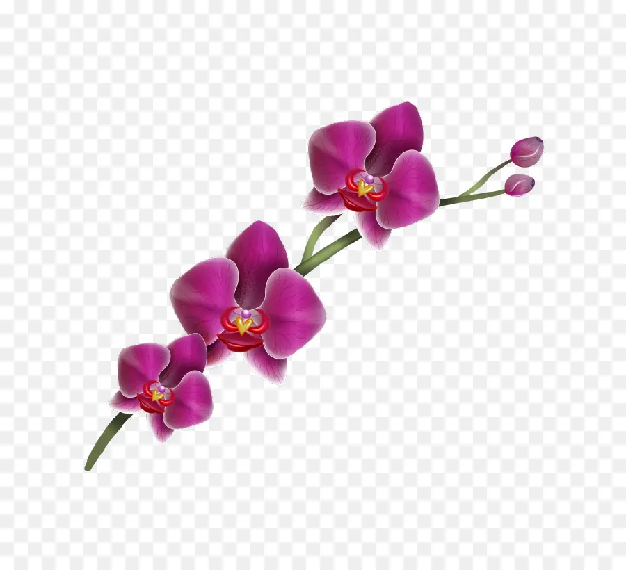 Orchidées Violettes，Pétales PNG