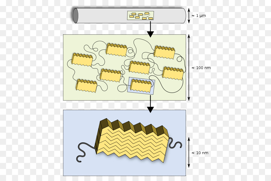 Structure Des Protéines，Molécule PNG