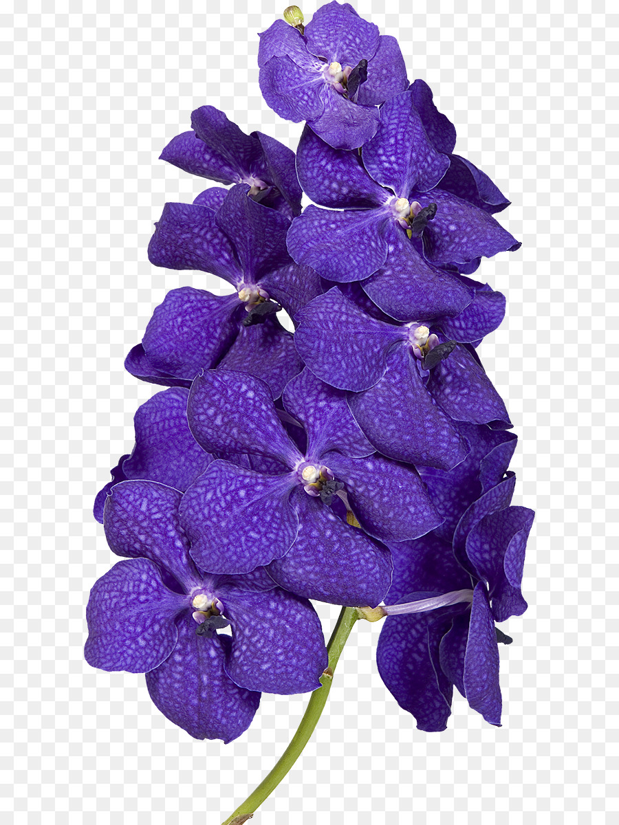 Fleurs Violettes，Fleurir PNG