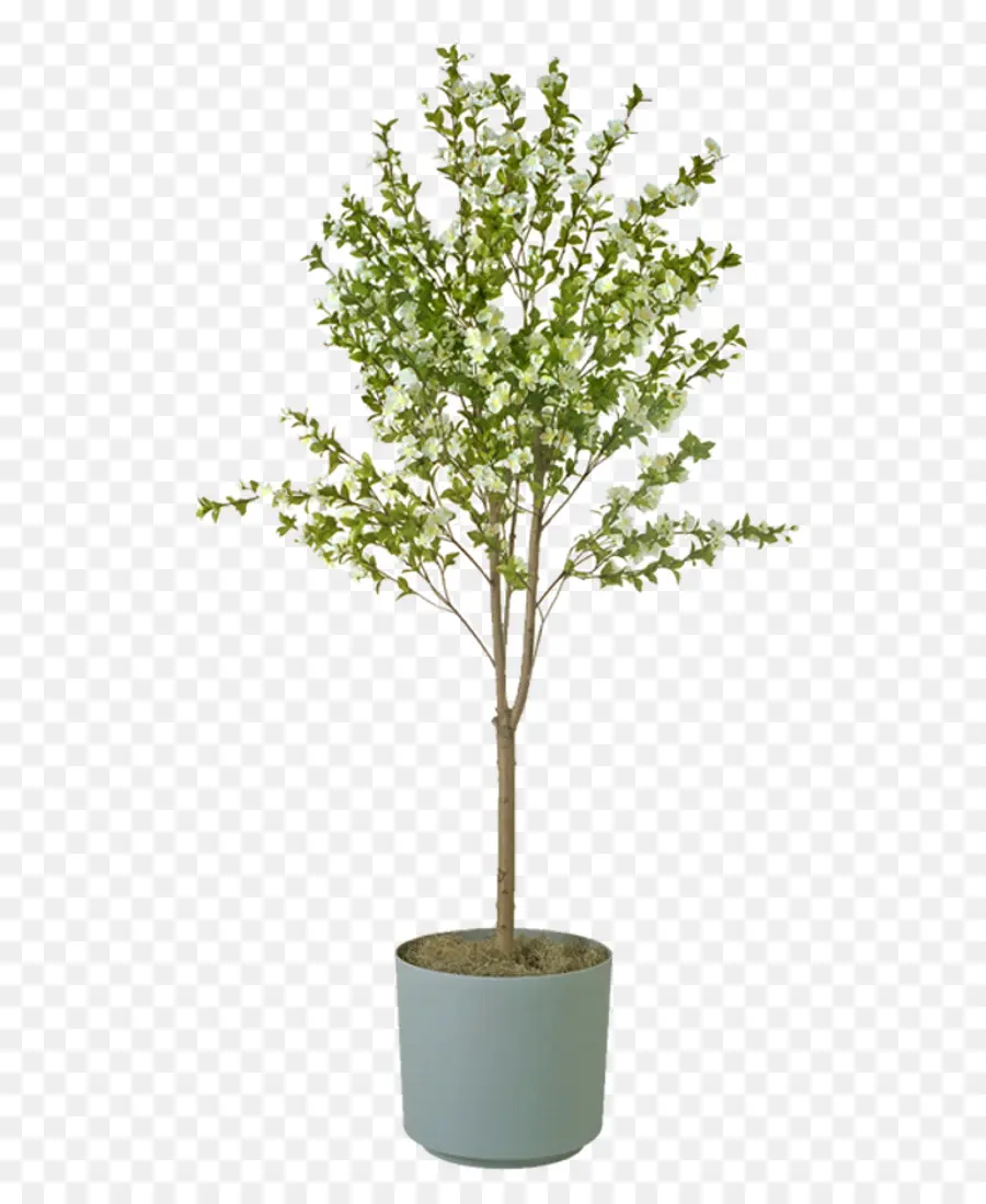 Arbre，Mis En Pot PNG